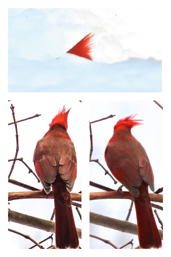 A Cardinal’s Crimson Crest  by mzzhope