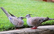 21st Dec 2020 - Baby Crested Pigeon