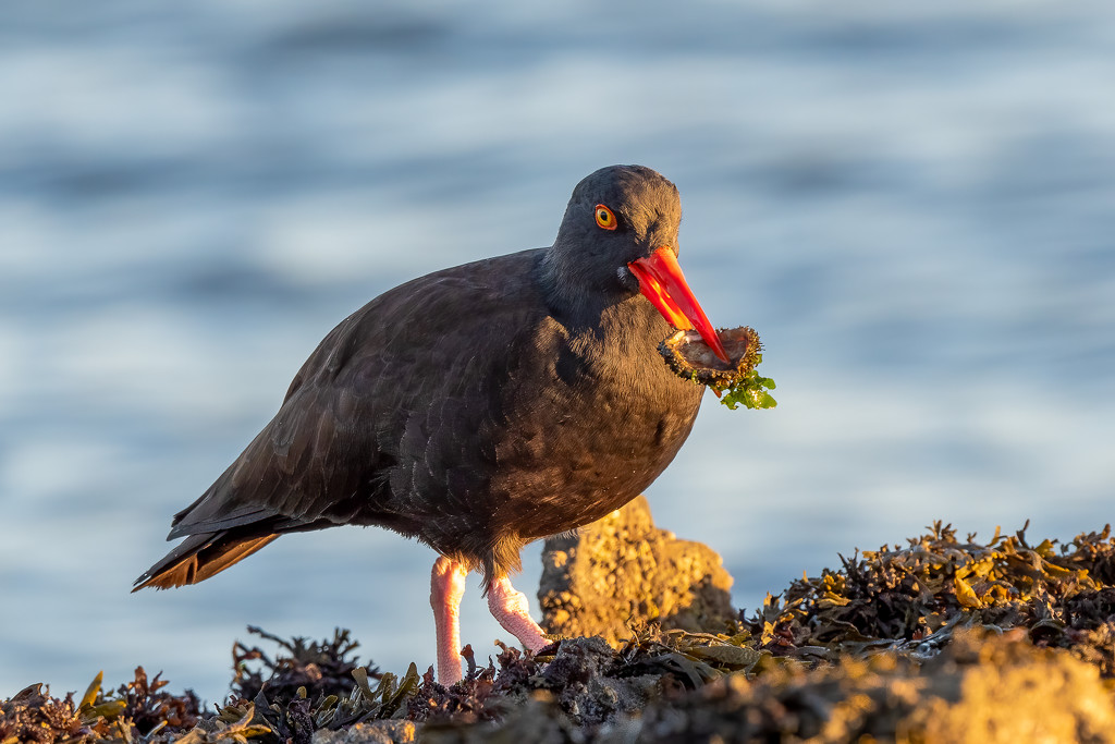 Oystercatcher with a good meal by nicoleweg
