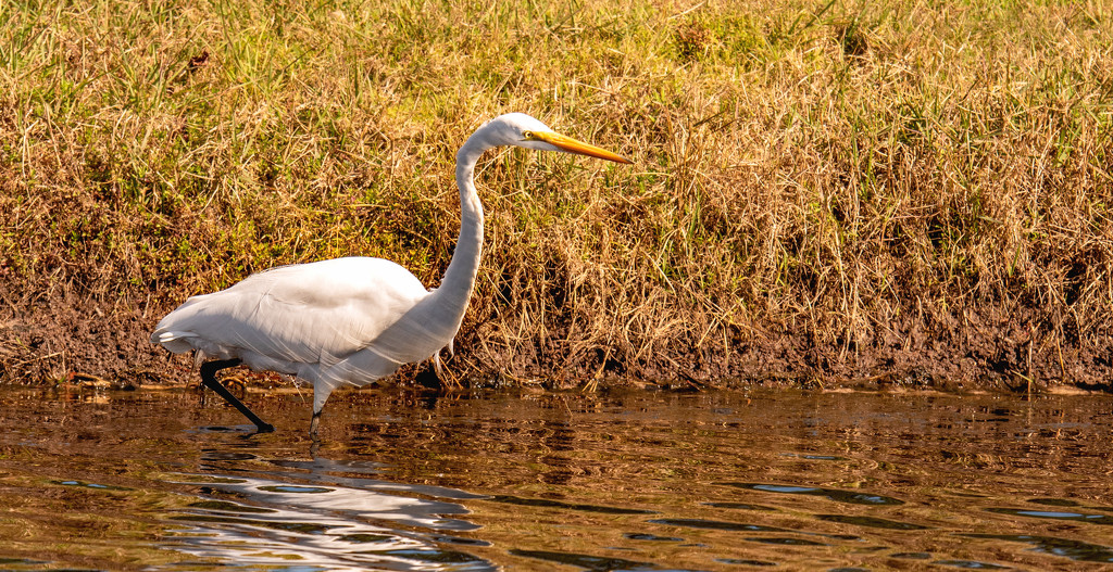 Egret, Looking for Lunch! by rickster549