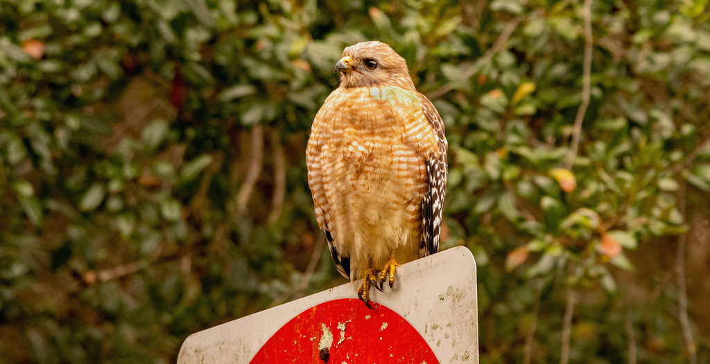 Red Shouldered Hawk Scoping Out the Grounds! by rickster549