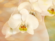 23rd Dec 2020 - Orchids