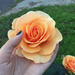 Orange rose by applegater