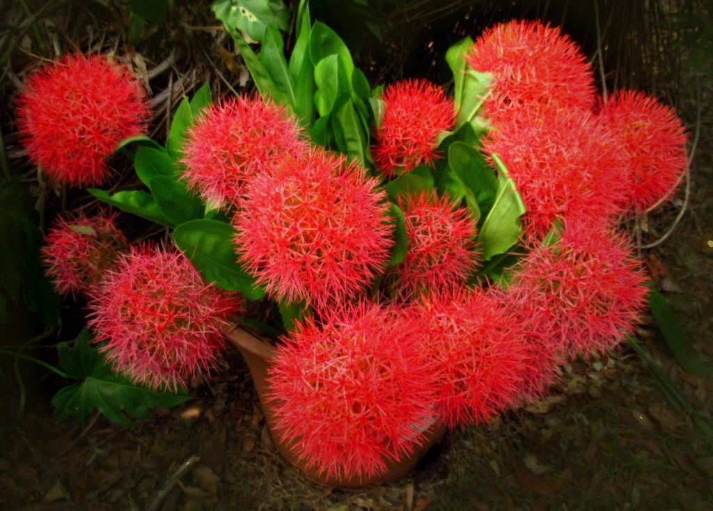 Giant pompoms for Christmas... by robz