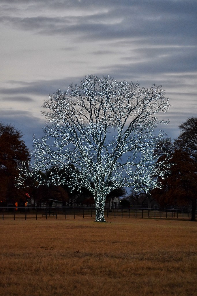 The Bartonville Tree at sunset by louannwarren