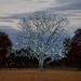 The Bartonville Tree at sunset by louannwarren