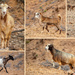More goats by ingrid01