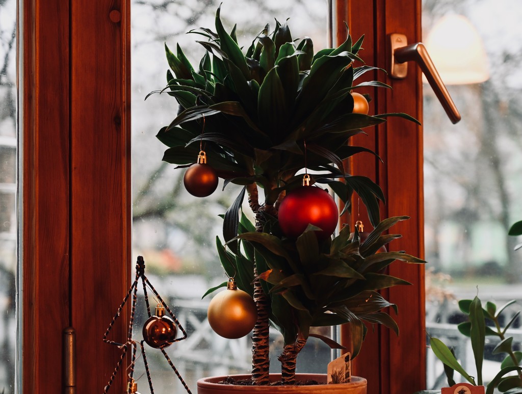 All my plants get their very own Christmas baubles by toinette