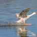 LHG-D6113- splashdown Goose by rontu