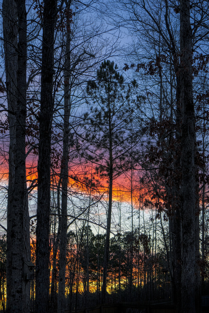 Sunrise on the Pines by kvphoto