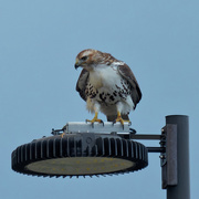 23rd Dec 2020 - red-tailed hawk atop a lamppost