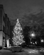 19th Dec 2020 - Festive Lights