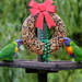 Merry Christmas from the lorikeets by gilbertwood