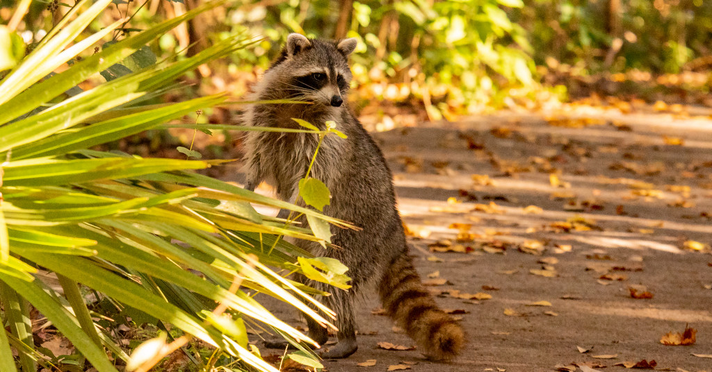 Rocky Raccoon Peeking Over the Bush! by rickster549