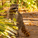 Rocky Raccoon Peeking Over the Bush! by rickster549