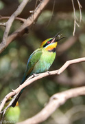 24th Dec 2020 - Hungry Rainbow Bee-eater