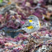 Yellow-rumped Warbler by nicoleweg