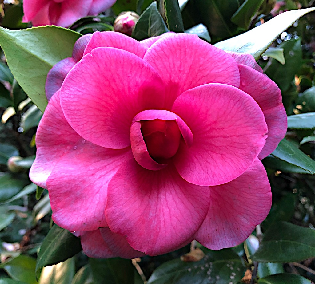 Dazzling camellia  by congaree