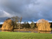 24th Dec 2020 - Weeping Willows