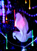 21st Dec 2020 - Dec 21st Dove of Peace