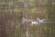 24th Dec 2020 - Northern Shovelers and Cinnamon Teal?