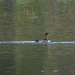 Ring Necked Ducks by jgpittenger