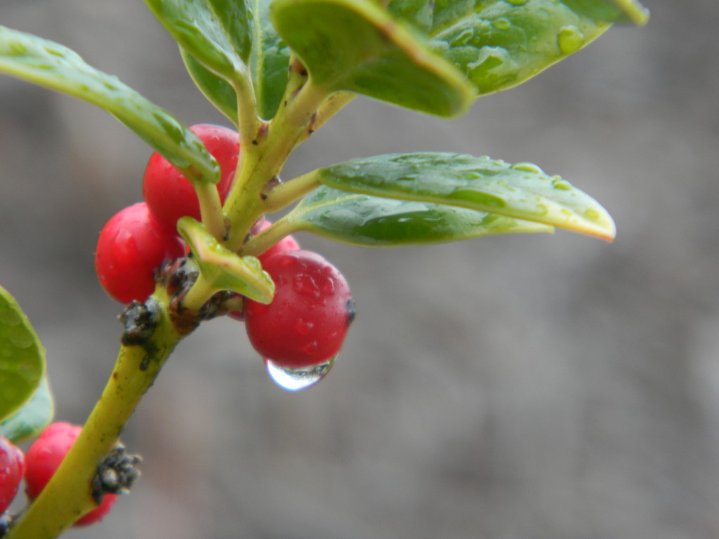 Raindrop on Berries  by sfeldphotos