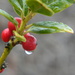 Raindrop on Berries  by sfeldphotos