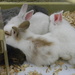 Rabbits in Pet Store  by sfeldphotos