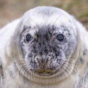 24th Dec 2020 - Grey Seal Pup
