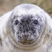 Grey Seal Pup by shepherdmanswife