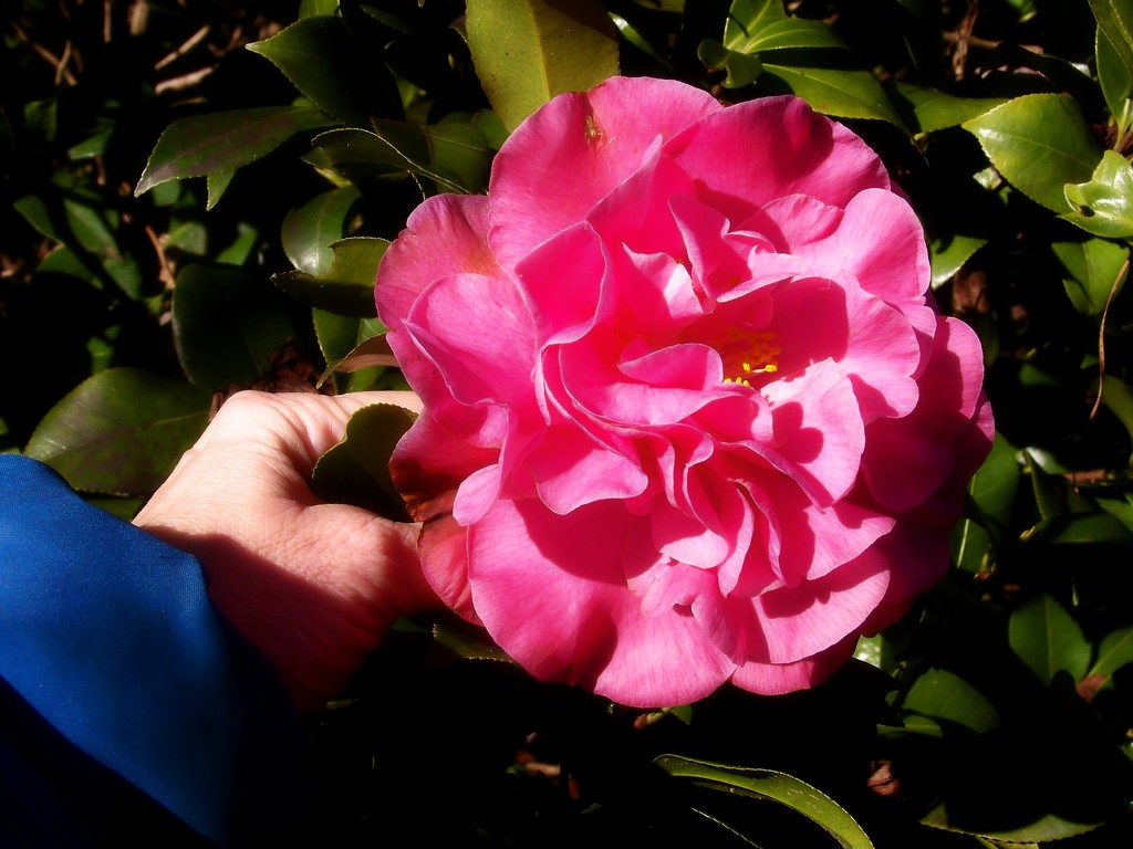 My huge hot pink camellias... by marlboromaam