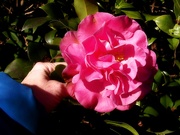 25th Dec 2020 - My huge hot pink camellias...