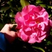 My huge hot pink camellias... by marlboromaam