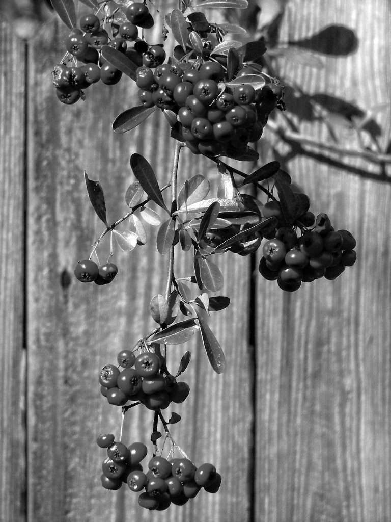 Pyracantha in black and white... by marlboromaam