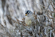24th Dec 2020 - White-crowned Sparrow