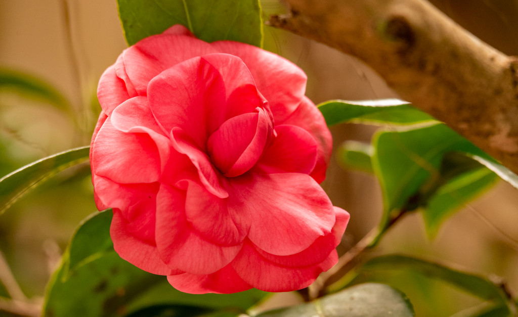 One Lonely Camellia!! by rickster549
