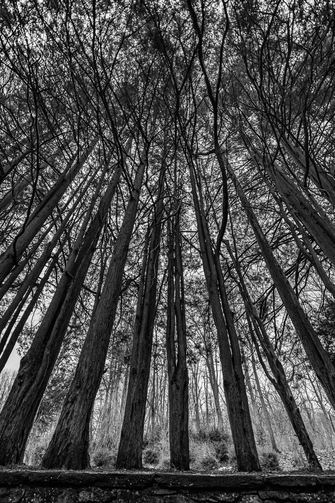 Pine Trees by andymacera
