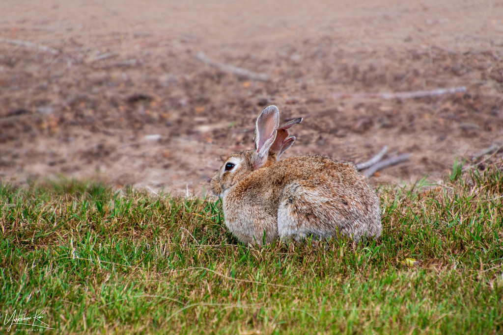 Watership Down by yorkshirekiwi