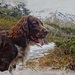 Jasper says "Happy Christmas from the snowy Pyrenees !" by laroque
