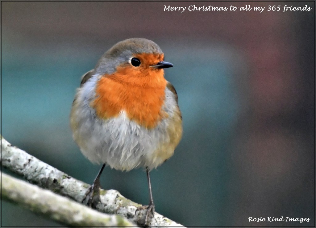 Merry Christmas to all my 365 friends 2 by rosiekind