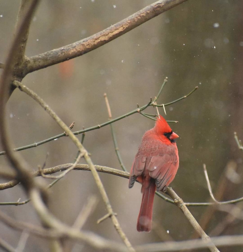 The Christmas Cardinal by alophoto