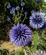 20th Aug 2020 - Globe Thistles at Nonsuch Hall