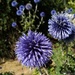 Globe Thistles at Nonsuch Hall by filsie65