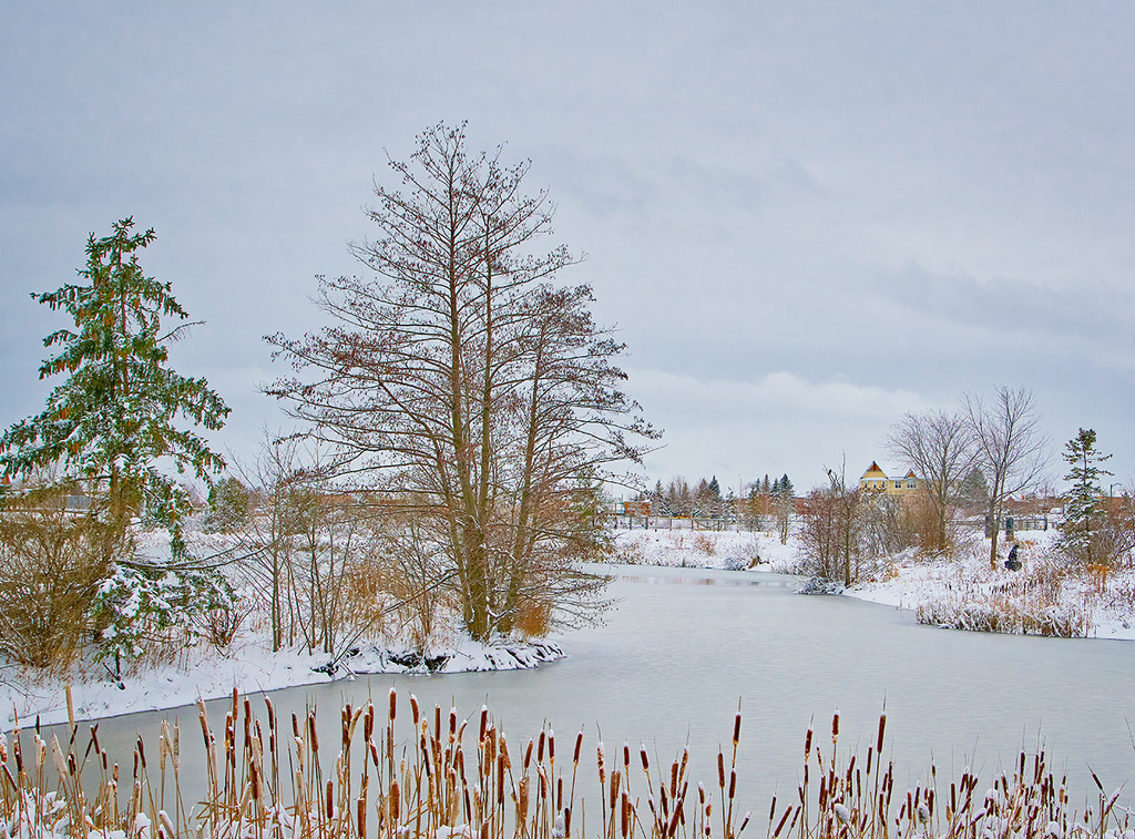 Winter Pond View by gardencat