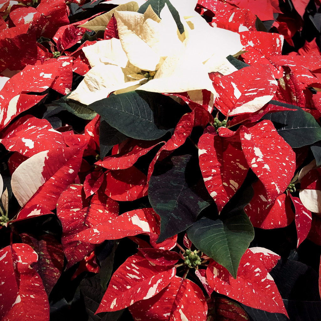 Spotted Poinsettia by yogiw