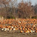 So Many Pumpkins! by sunnygreenwood