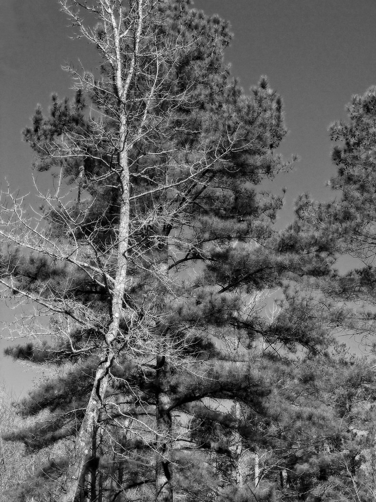 The sweetgum and the pine... by marlboromaam