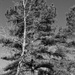 The sweetgum and the pine... by marlboromaam