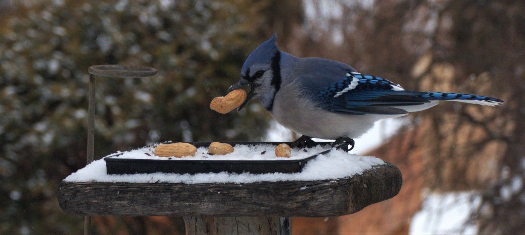 Treats for the Blue Jay by radiogirl
